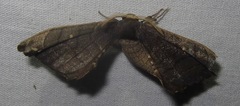 Phiditiidae