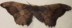 Phiditia