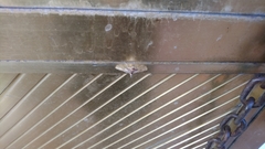 Azochis rufidiscalis