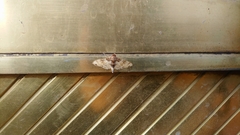 Azochis rufidiscalis