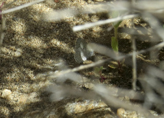 Celastrina echo cinerea