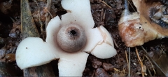 Geastrum indicum