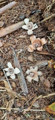 Geastrum indicum