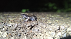 Uperodon globulosus