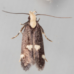 Chionodes phalacra