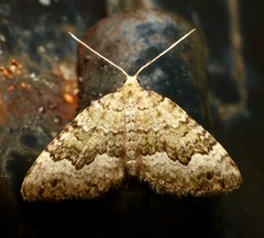 Colostygia aptata