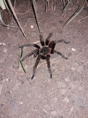 Sericopelma
