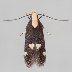 Chionodes phalacra