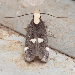 Chionodes phalacra