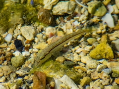 Mullus barbatus ponticus