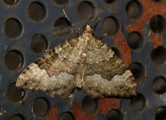 Colostygia aptata