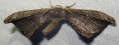 Phiditiidae
