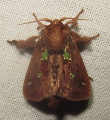 Euclea cippus