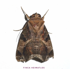 Calyptis idonea