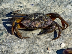 Carcinus