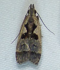 Dichomeris bilobella