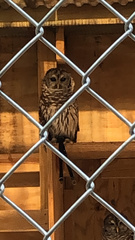 Strix
