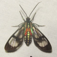 Poecilosoma eone