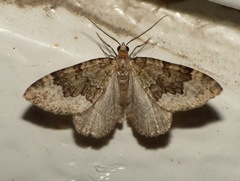 Colostygia aptata