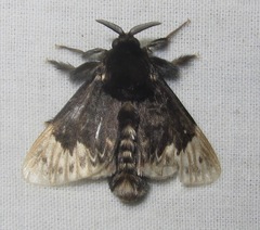 Podalia thanatos