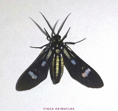Leucotmemis nexa