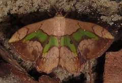 Semaeopus nisa