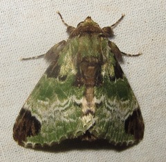 Pachyplastis apicalis