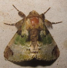 Pachyplastis apicalis