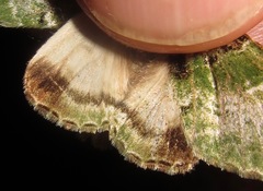 Pachyplastis apicalis