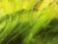 Cladophora glomerata