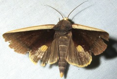 Gonodonta