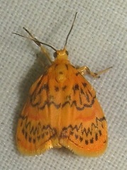 Barsinella mirabilis