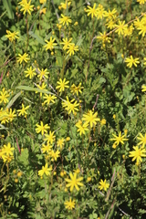 Senecio abruptus