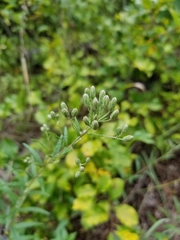 Brickellia eupatorioides eupatorioides