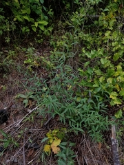Brickellia eupatorioides eupatorioides