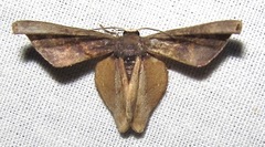 Uraniidae