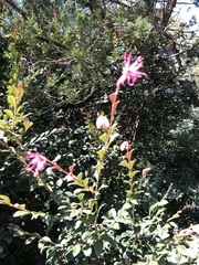 Loropetalum chinense