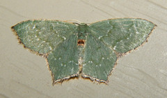 Chloropteryx tepperaria