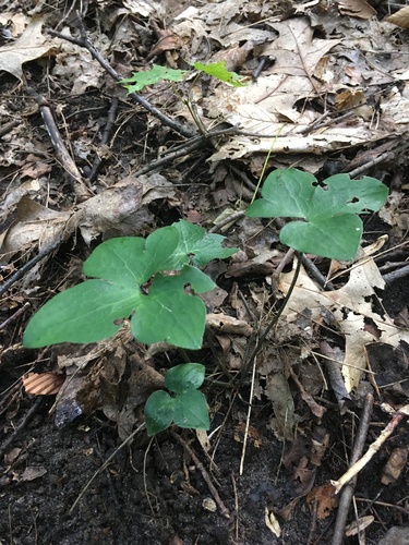 sharp-lobed hepatica photographed in New York