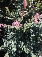 Loropetalum chinense