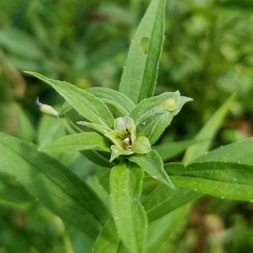 Asphondylia solidaginis photo 2