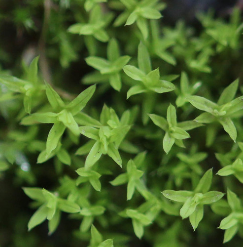 Streblotrichum convolutum