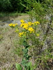 Solidago rigida rigida