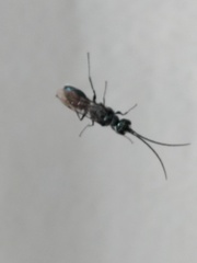 Trirogma caerulea