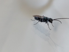 Trirogma caerulea