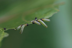 Pristiphora conjugata