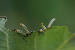 Pristiphora conjugata