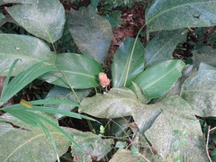 Goeppertia inocephala