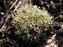 Cladonia uncialis biuncialis