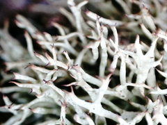 Cladonia uncialis biuncialis